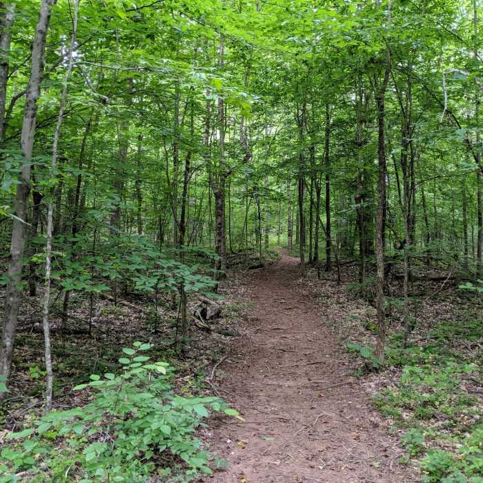 Near Mayo Mountain Loop Trail