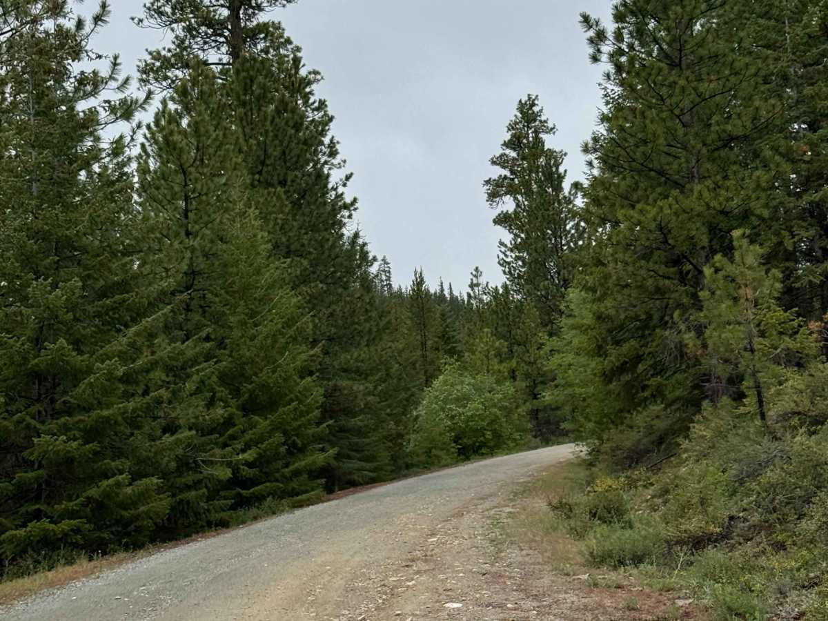 Beaver Summit Road - FS 4230 photo 2