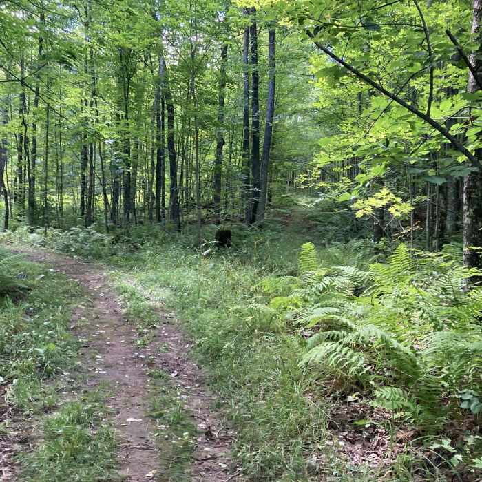 Near Takesson Trail Near Takesson Trail