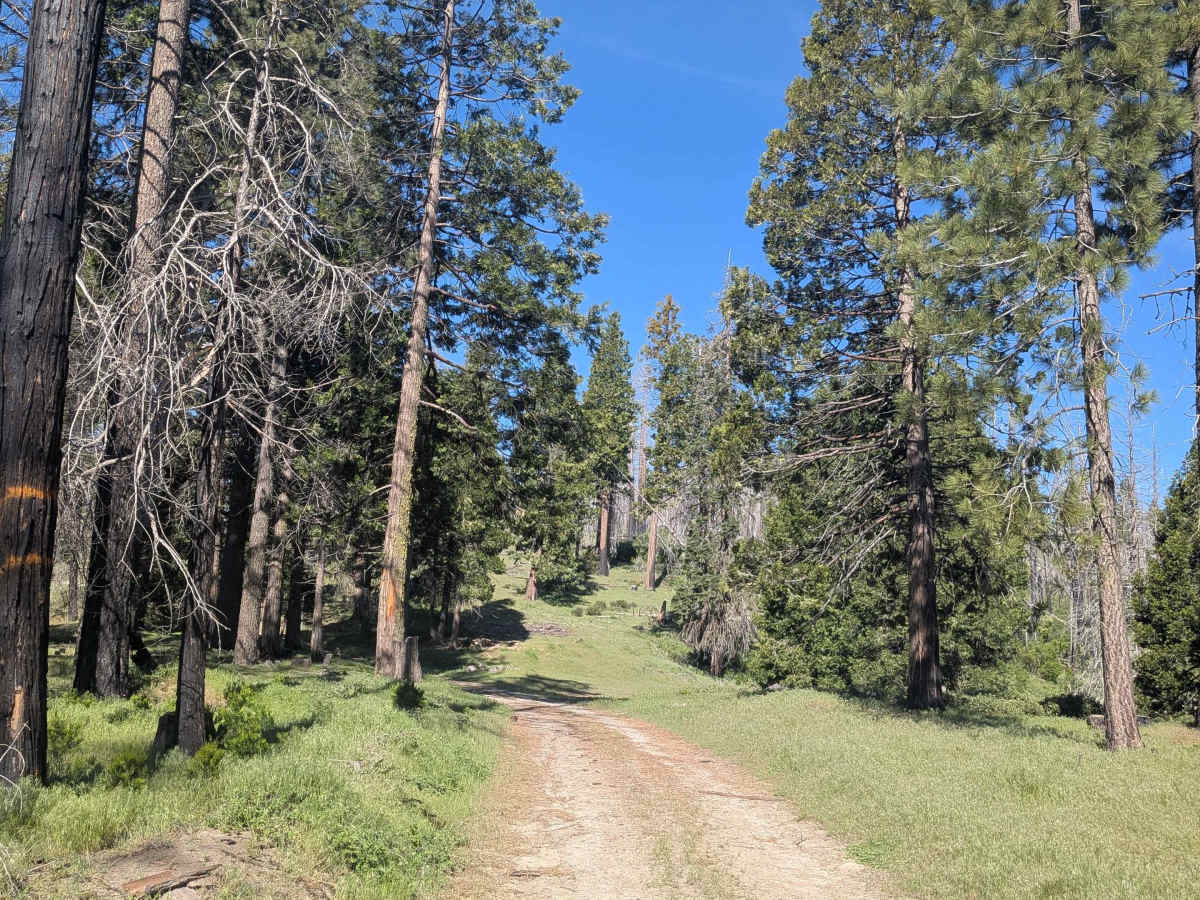 Black Mountain - FS 32E360 trail photo
