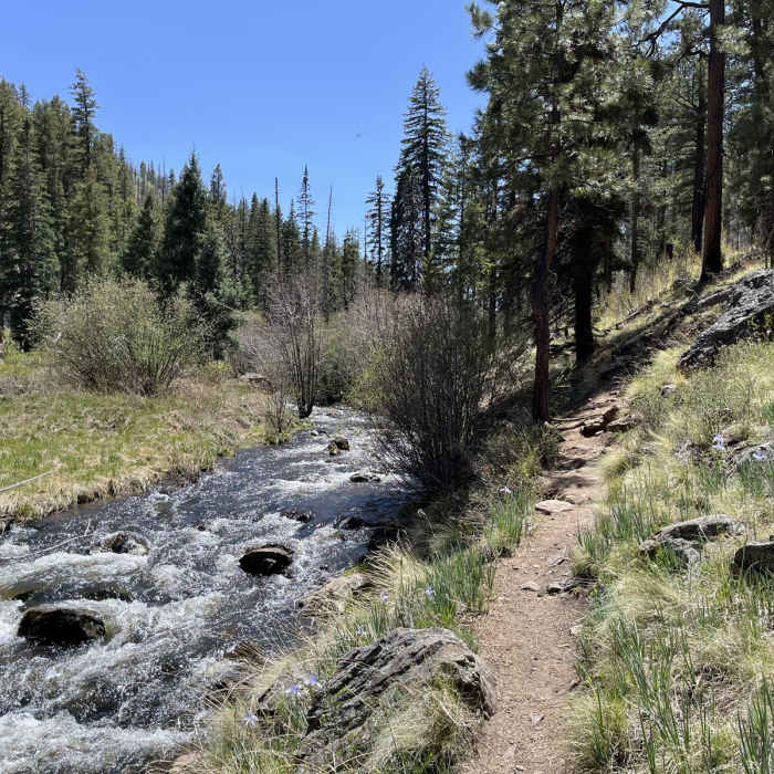 Near Government Spring - West Fork Trail 94 Loop Near Government Spring - West Fork Trail 94 Loop