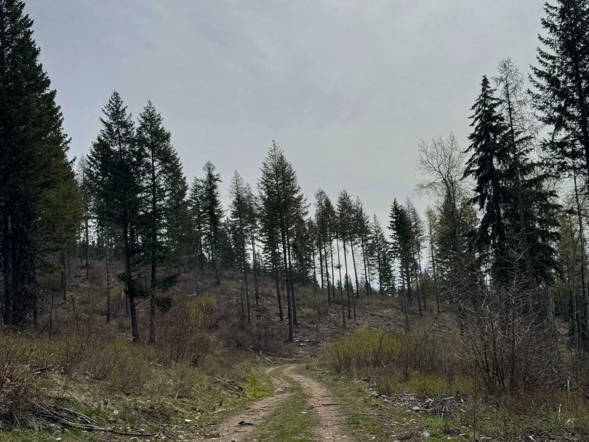 Tamarack Spring Trail photo 4