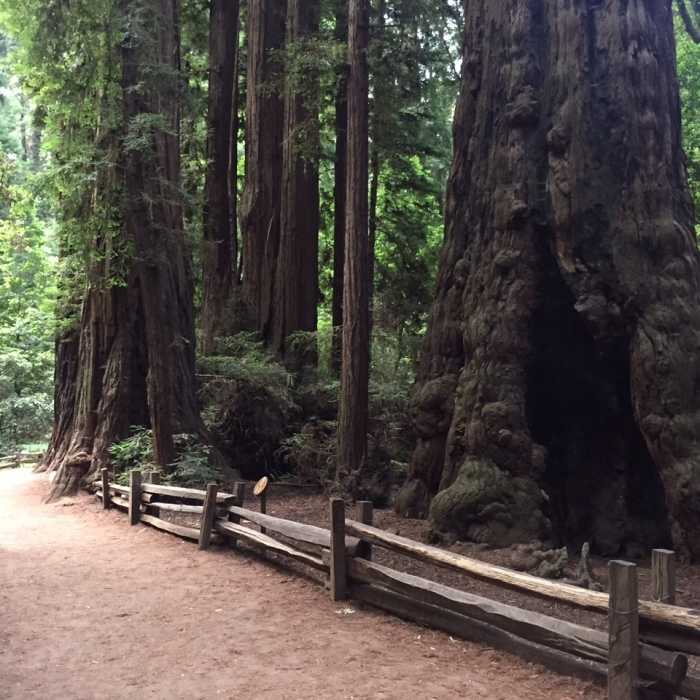 Giant trees. Near Redwood Grove Loop Trail