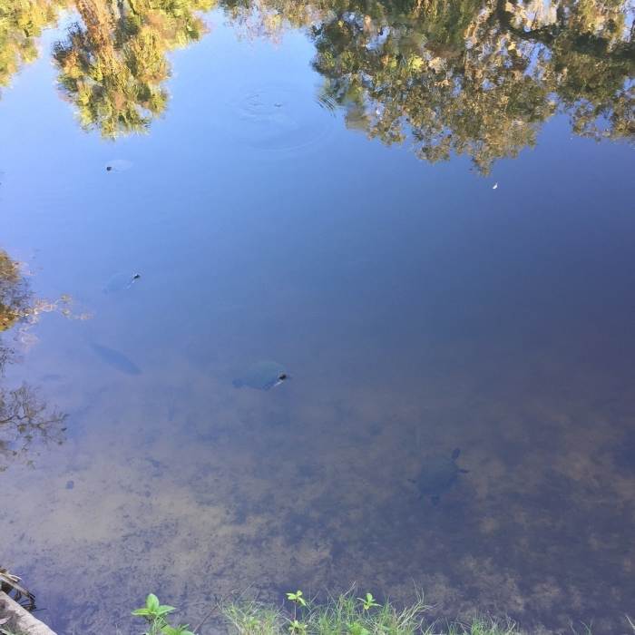 Near Hiking/Jogging Trail