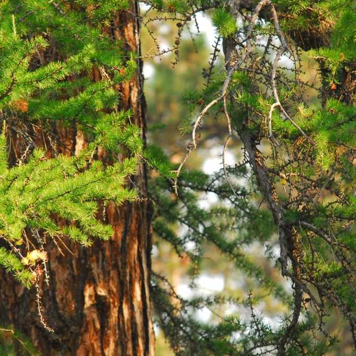 Near Shevlin Park, Aspen Hall Trail