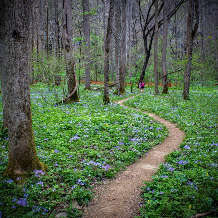 Near Schoolhouse Gap Trail to White Oak Sinks Near Schoolhouse Gap Trail to White Oak Sinks