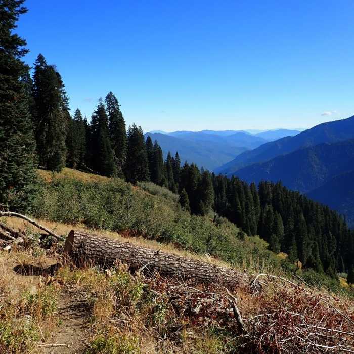 Near Box Camp Trail #5533