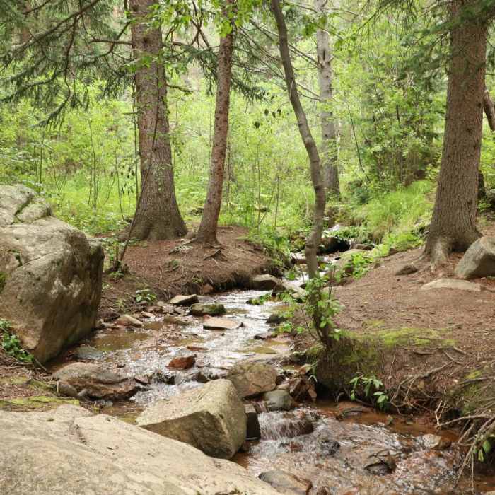 Near Upper Maxwell Falls Trail