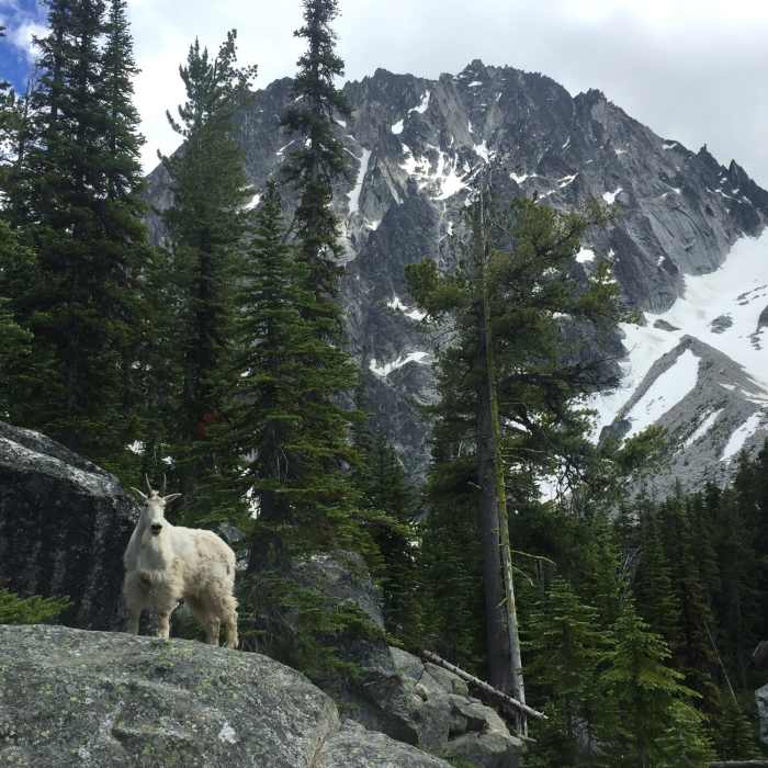 A mountain goat and his domain (Dragontail Peak in the background). Near Colchuck Lake Trail #1599.1