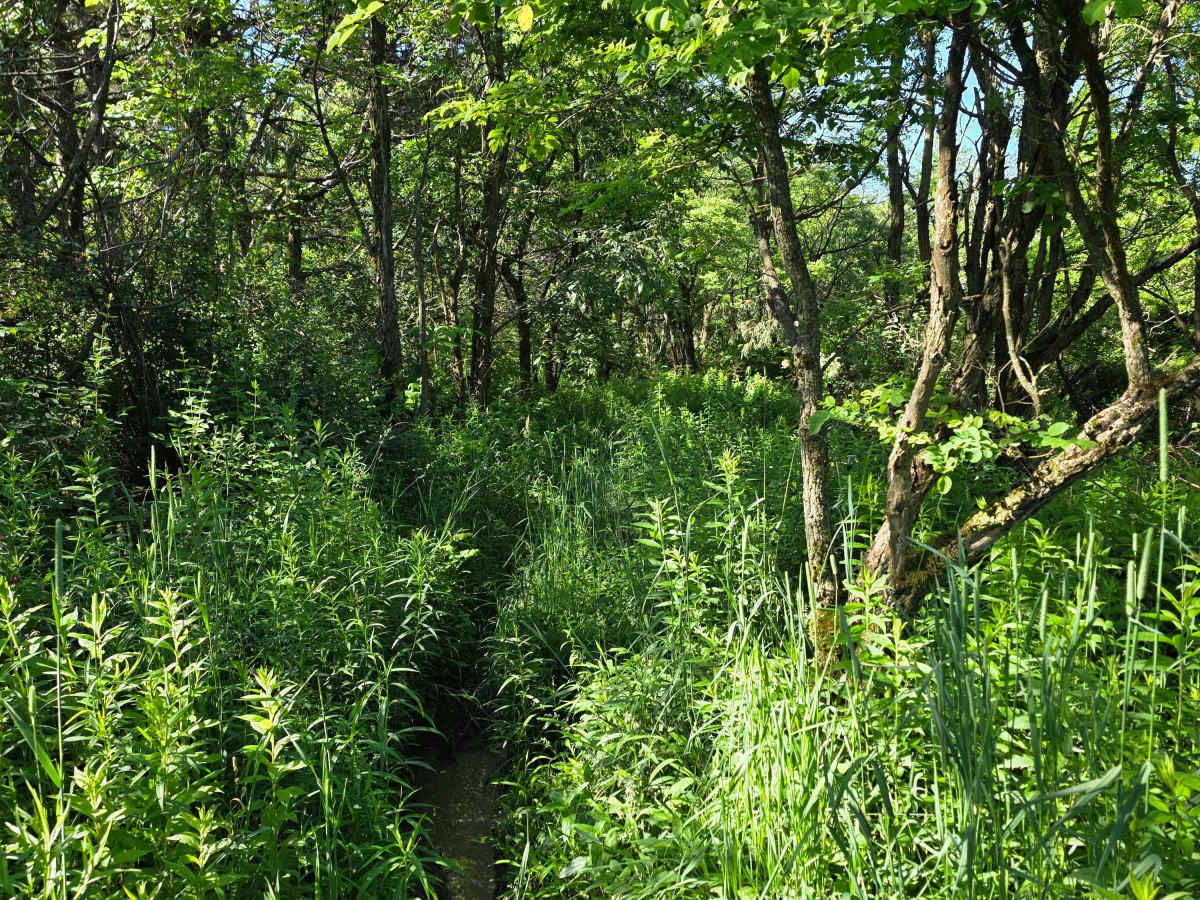 Single Track M photo 3