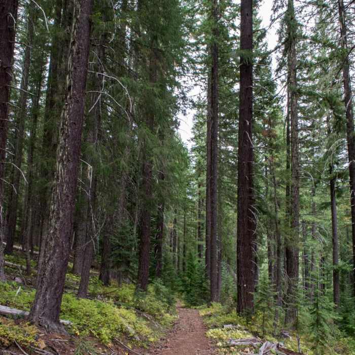 Near Lemolo Falls via the Lemolo Falls Trail