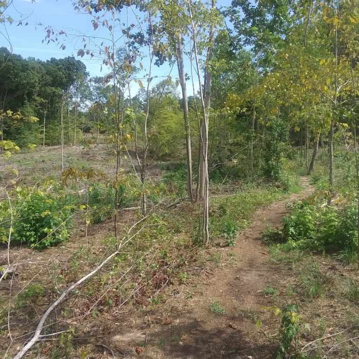 Near Falls Lake Trail Section 3