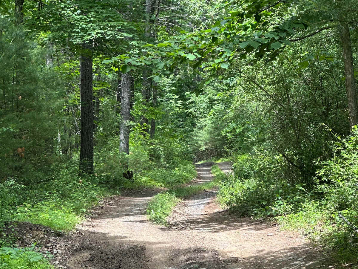 Waggy Run photo 4