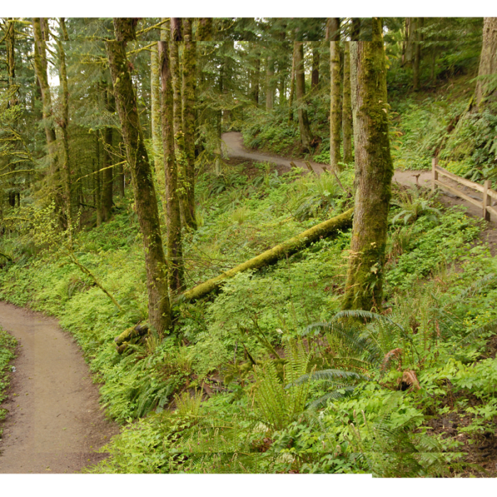 Near Pittock Mansion/Upper Macleay Trail
