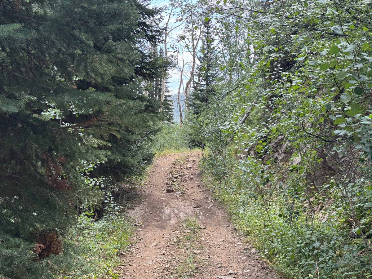 Upper Ways Gulch Road photo 6