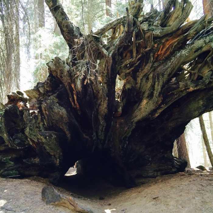 Near Redwood Mountain Grove: Hart Trail & Sugar Bowl Trail Loops