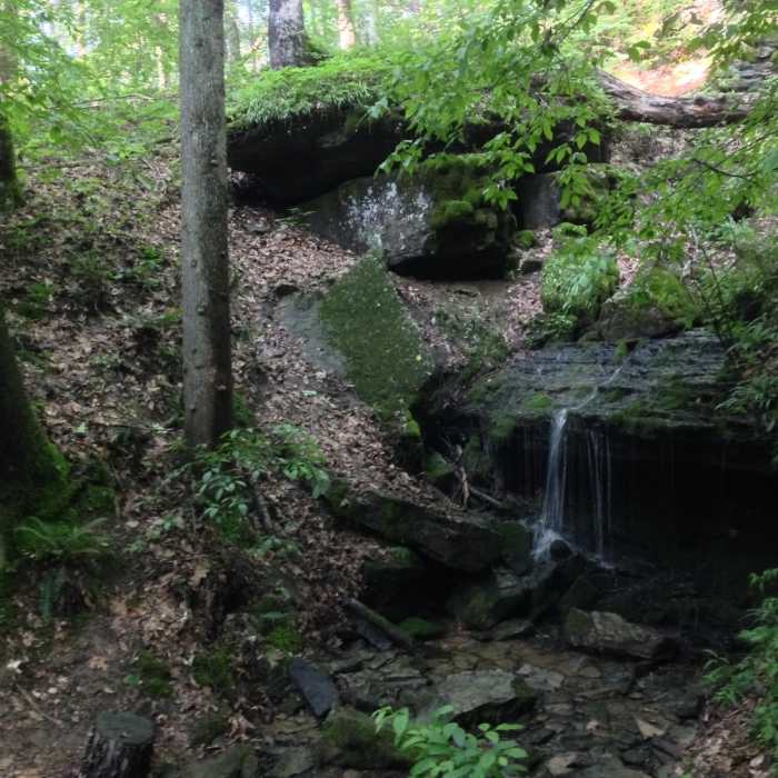Near Sal Hollow & Buffalo Creek Loop
