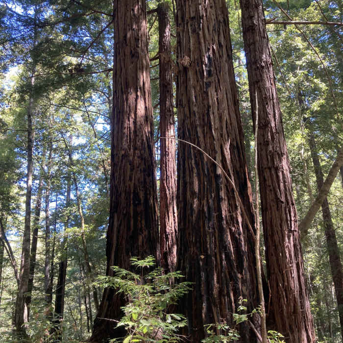 Near State Park Trifecta