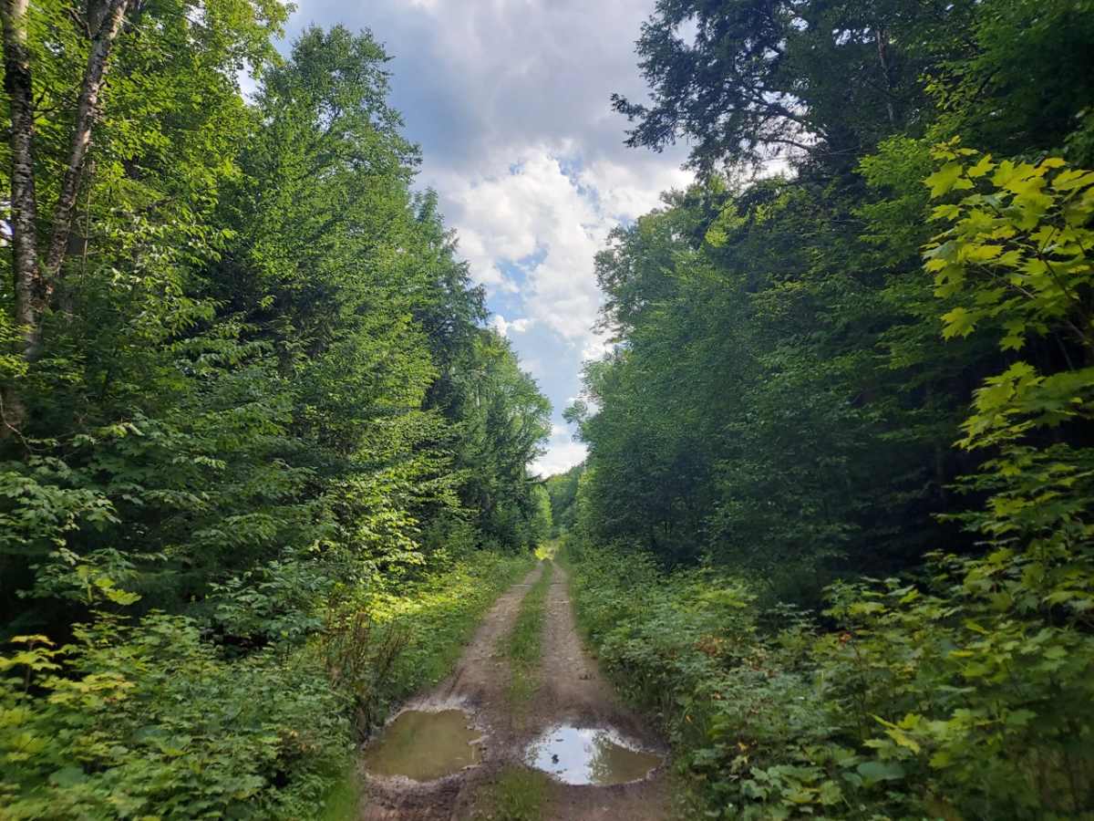 Deer Fly Lane photo 2