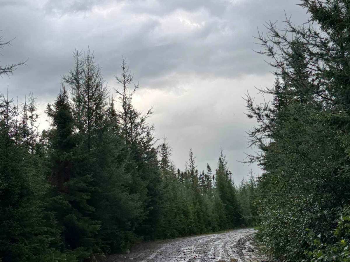 Chemin Bras-d'Apic trail photo