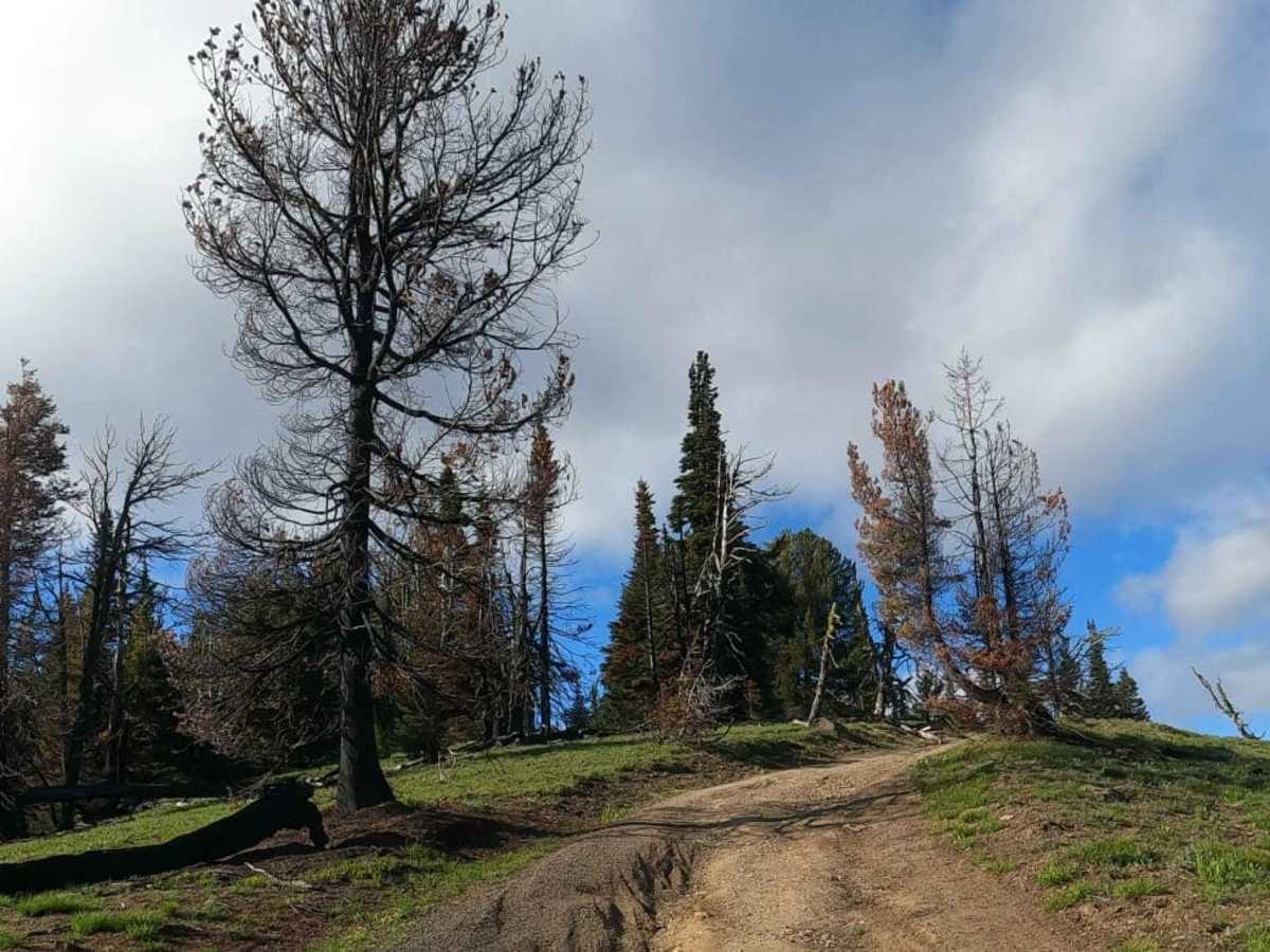 Timberwolf Mountain - NF1500-190 photo 2