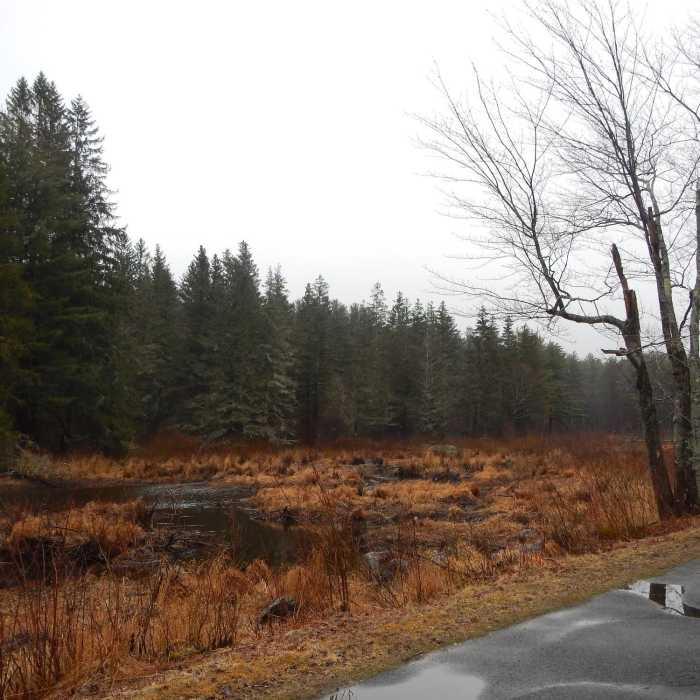 Near Benedict Pond Road/Snowmobile SF 50