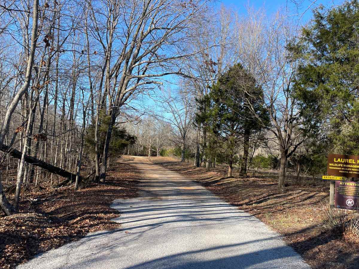 Artemis Lane trail photo