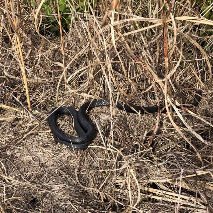 Near Barr Hammock Preserve Levy Loop