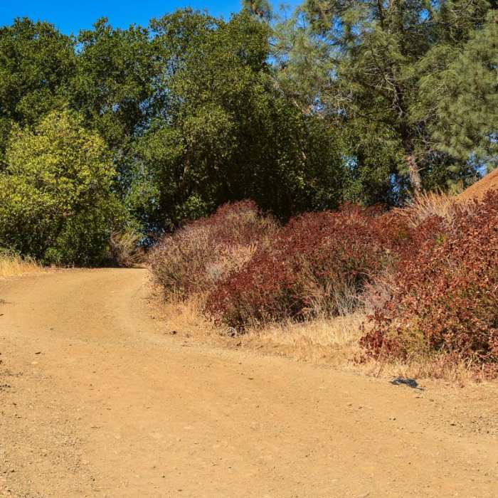 Near Lakeview + Grey Pines Loop, Rosendin Park