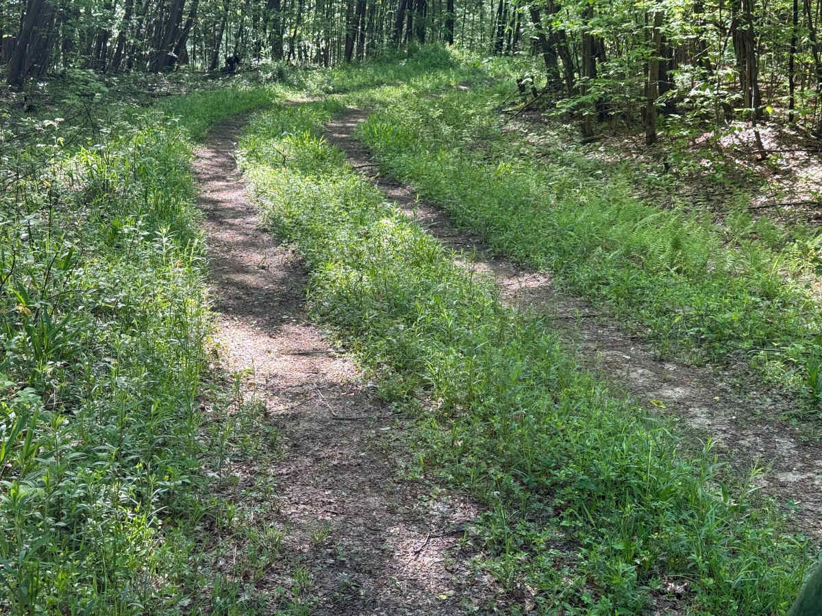 Dewdrop Trail - FS 263 photo 6