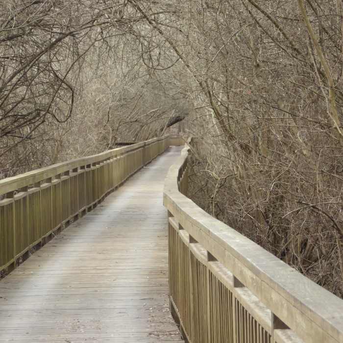 The trail follows a boardwalk through the bayou. Near Tunica River Park