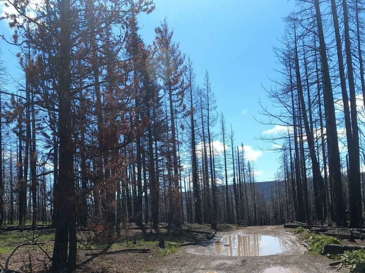 Timberwolf Mountain - NF1500-190 photo 5