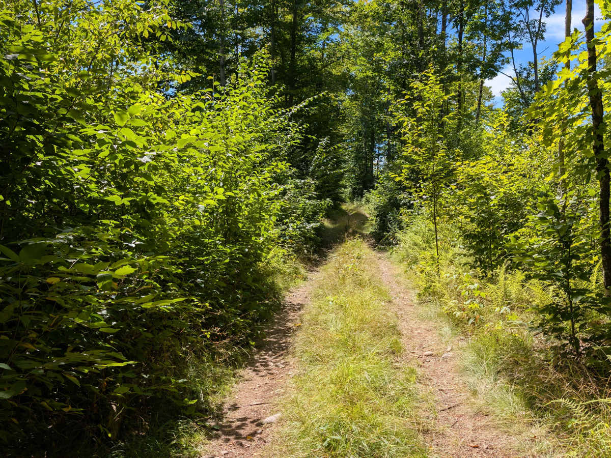 Grass River Trail Alternate trail photo