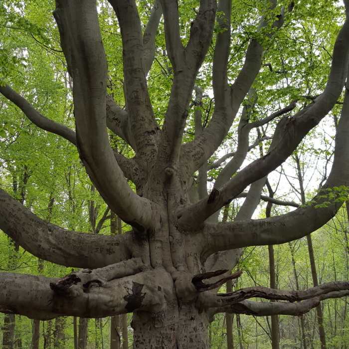 Interesting tree about 1.5 miles from the parking area located on the Green Trail. Near Deer Creek Trail to Susquehanna Ridge Trail Loop