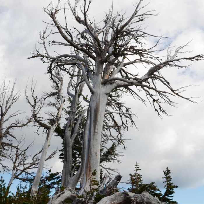 Near Bird Creek Meadows