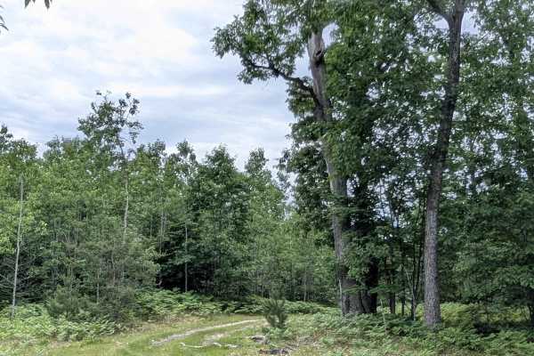 Pine Road Southeast