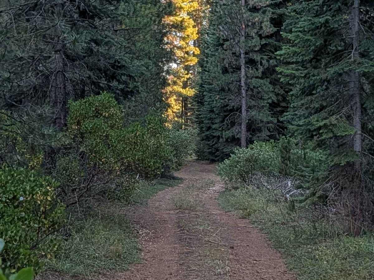 White Deer Lake - FS 41N40 photo 4