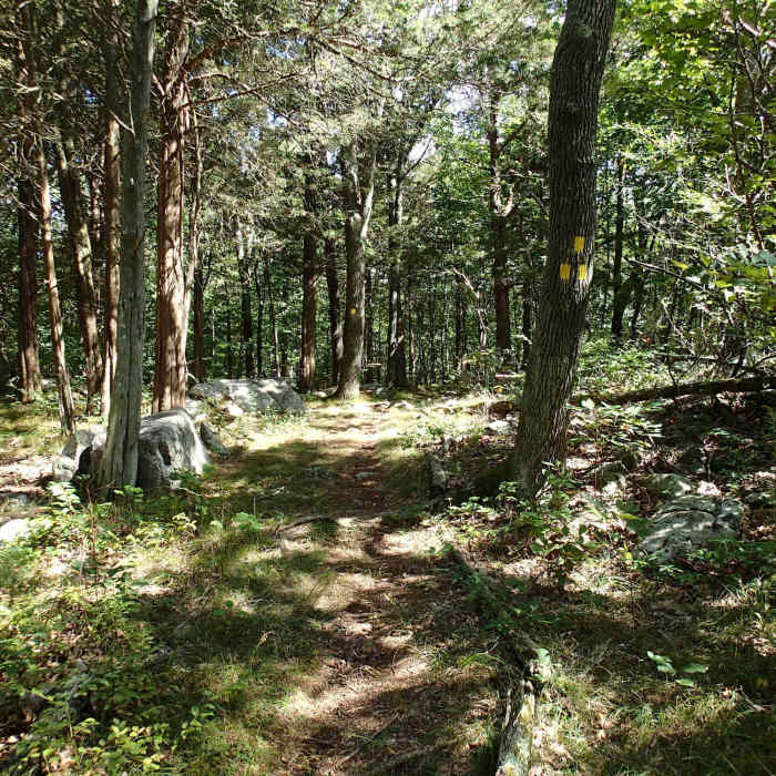Near Turkey Mountain Red Trail