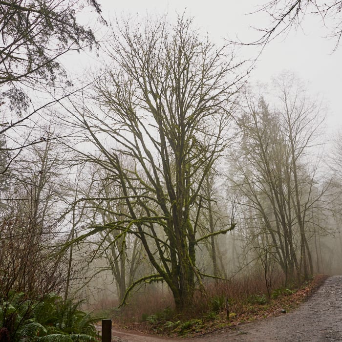 Near Main Trail