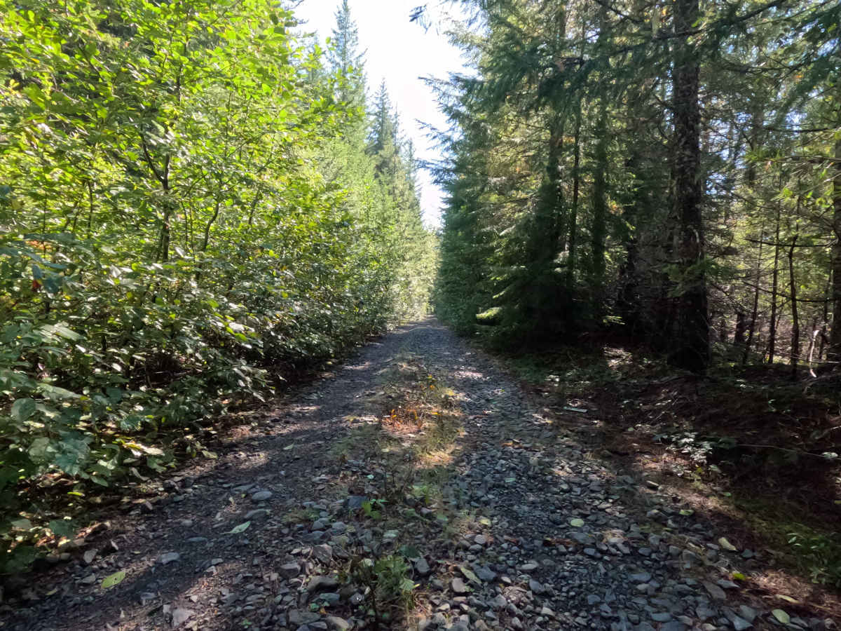 Jackpine - FS 2588000 photo 3