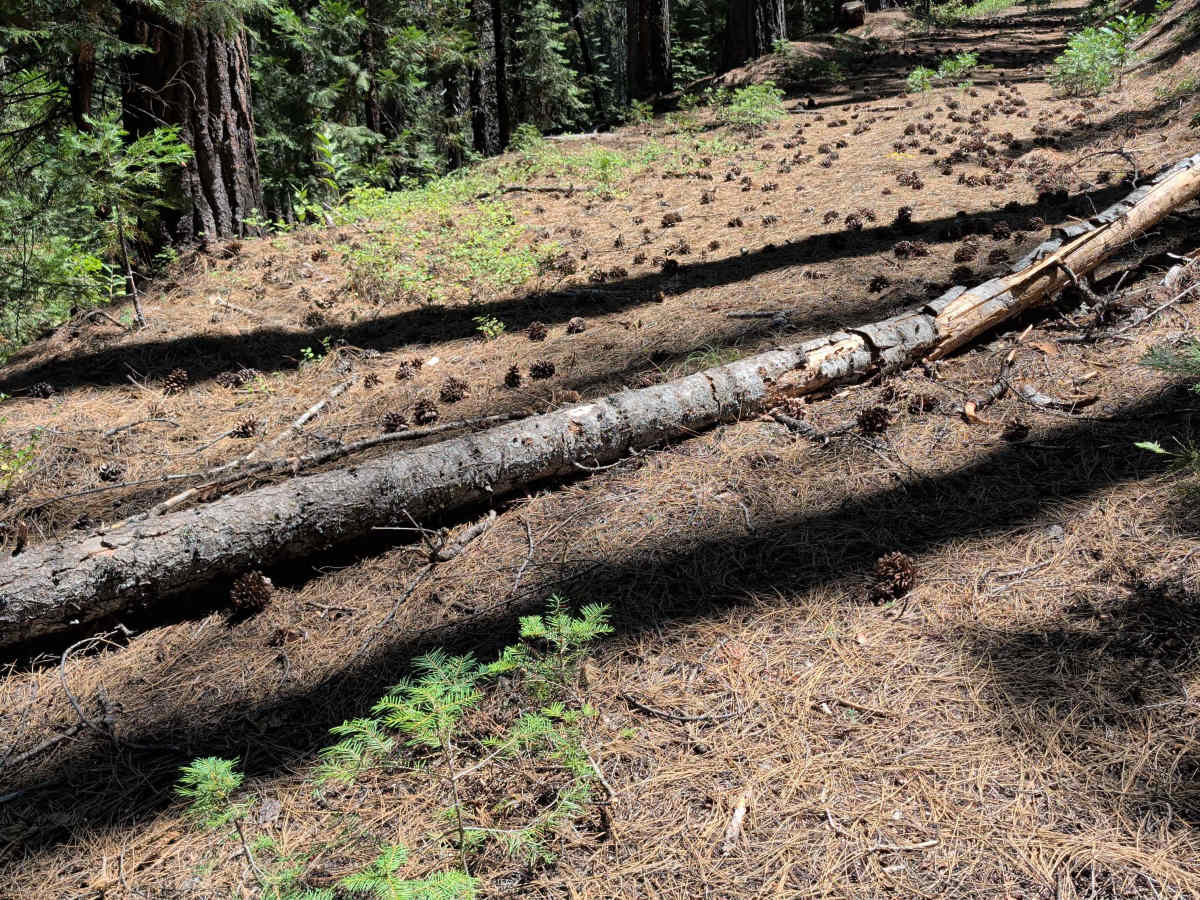 Ram Hunt - FS 41N94 trail photo