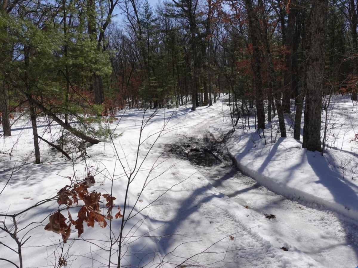 Forest Road 9219 photo 4