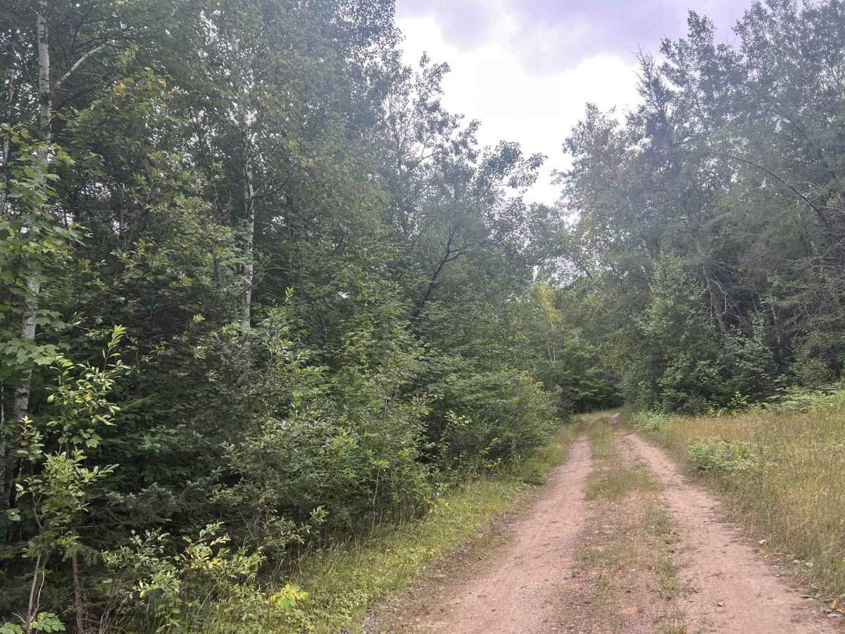 Big Ridge Road - FS 2388 photo 5