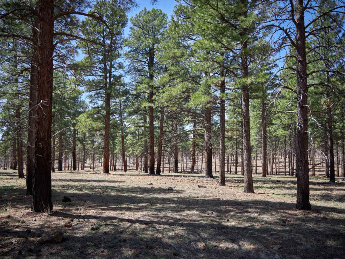 Rim Trail Road photo 2