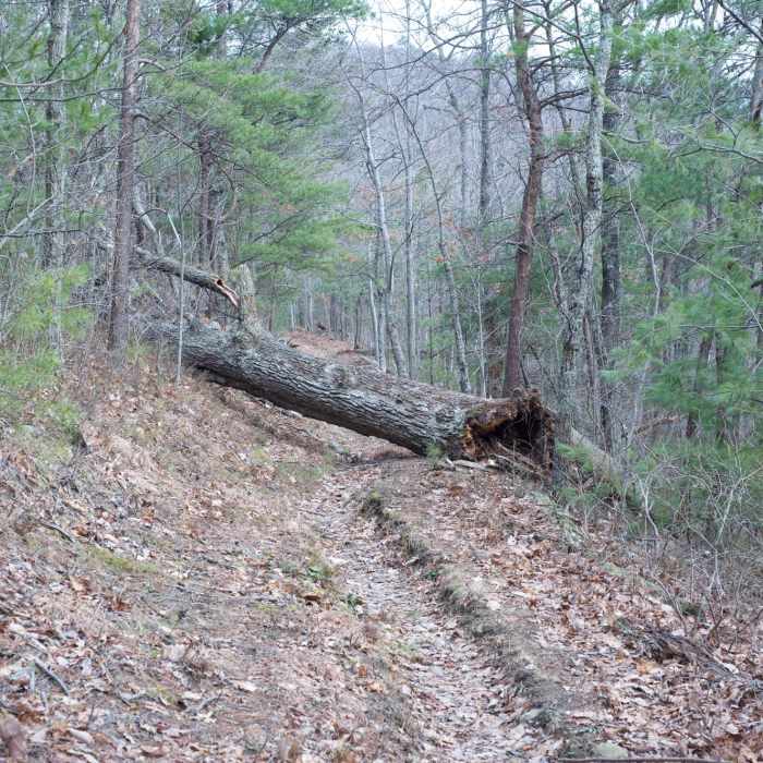 Near Rich Mountain Trail