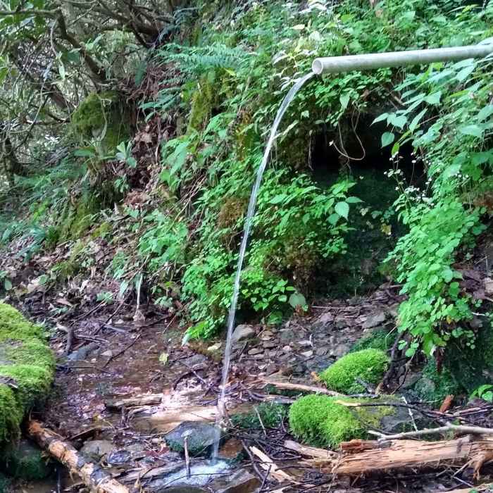 Near Snowbird Creek Trail #64 - Lower Section