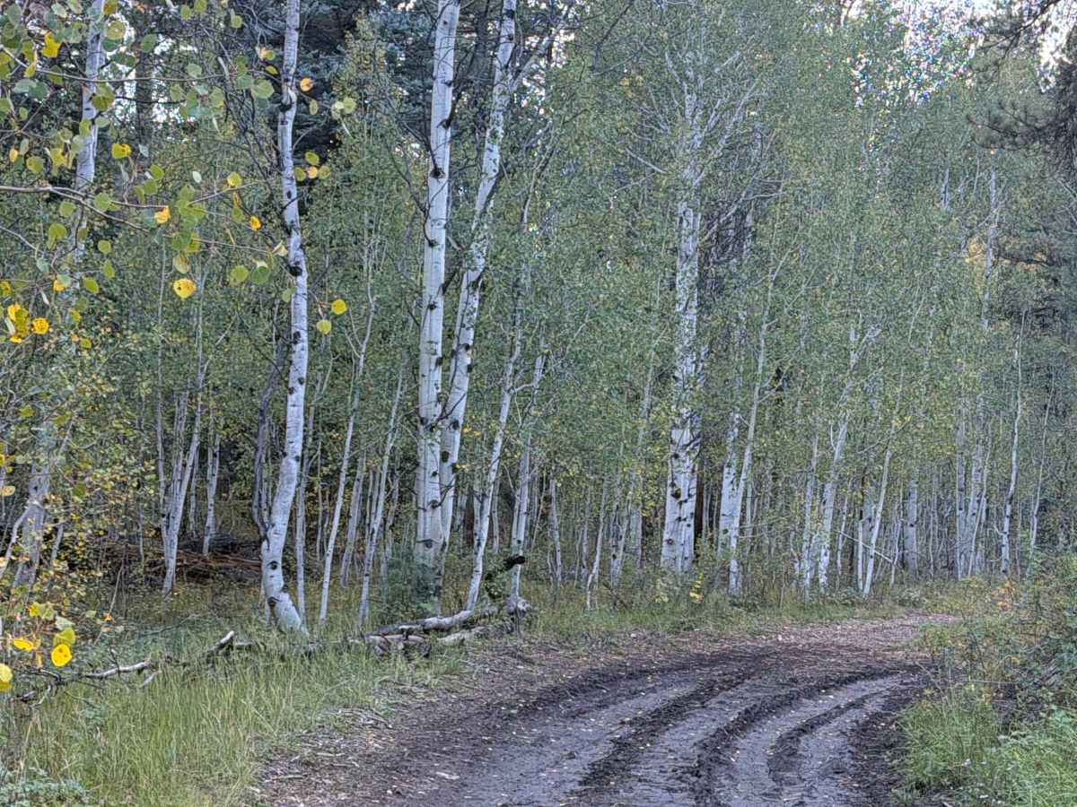 North Side - FS 203A trail photo