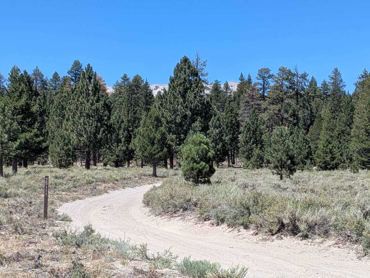 Forest Service Road 2S2111 trail photo