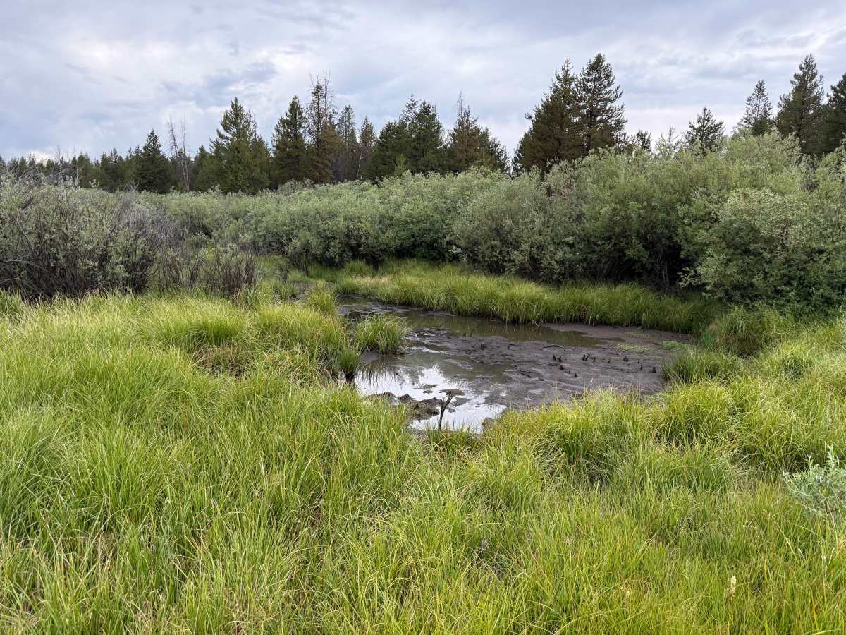 Snyder Creek Loop photo 4