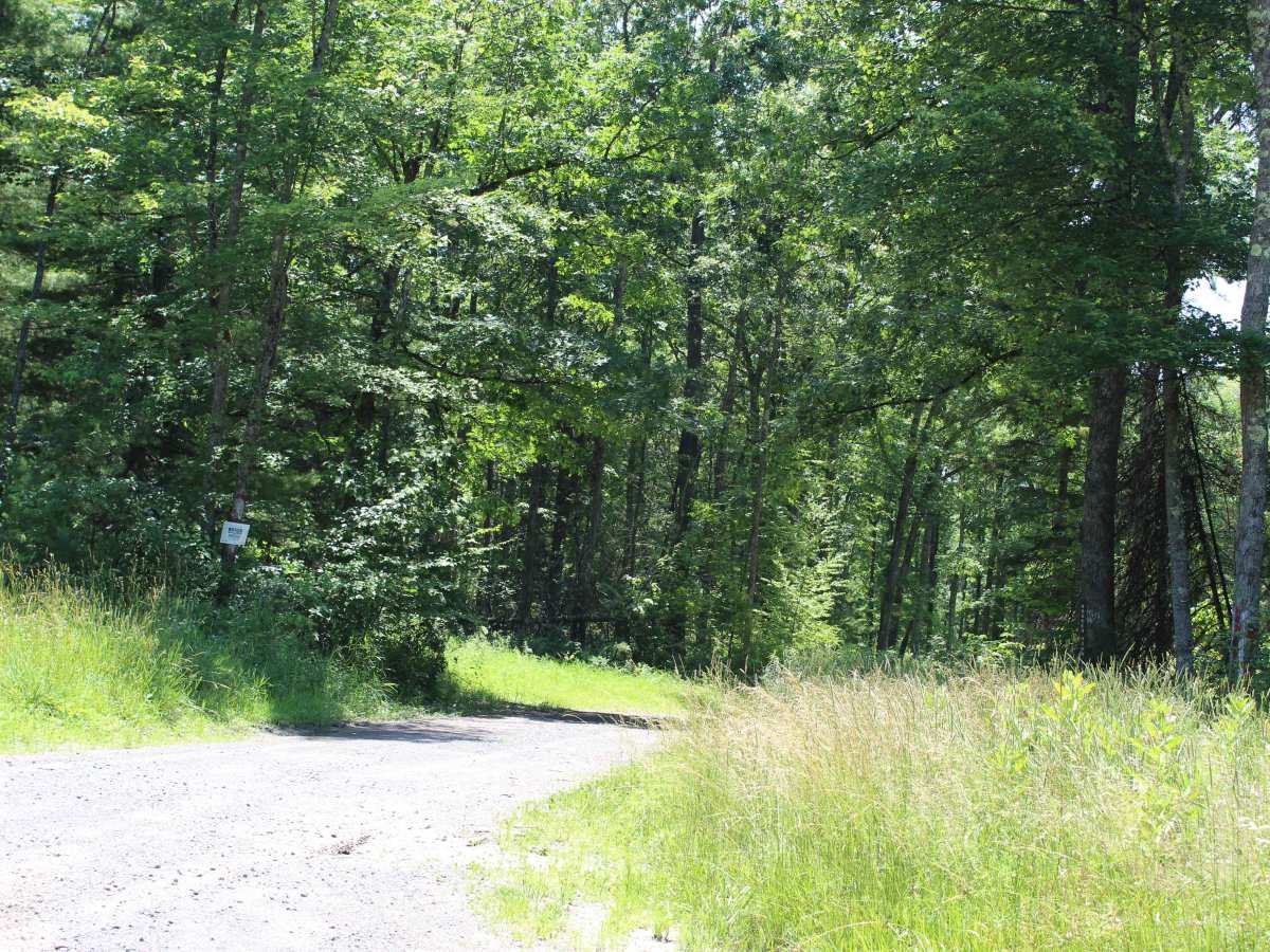 Log Road trail photo